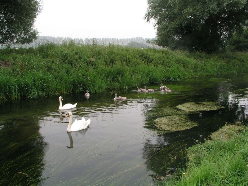 Swans on the River Nar