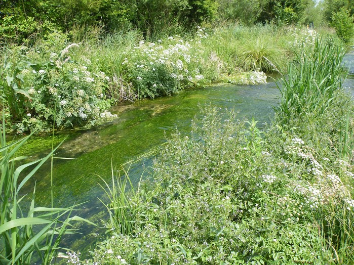 This picture of the River Itchen at Winnall, near Winchester in Hampshire, represents a typical picture of a healthy and natural chalkstre