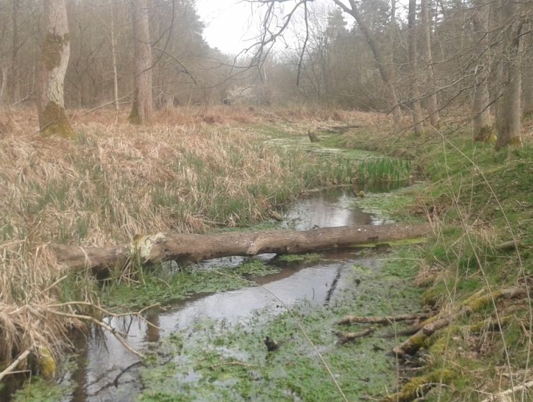 Woody Debris in the Butley River, Rendlesham Forest