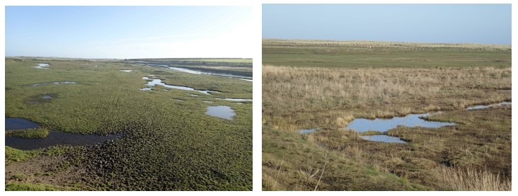 Examples of a Salt Marsh.