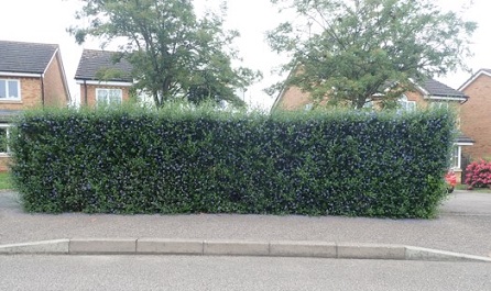 An example of a Hedgerow or Planting.