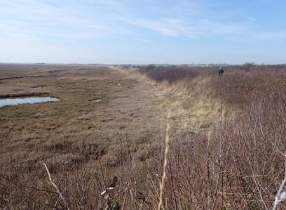 An example of a Salt Marsh Edge.