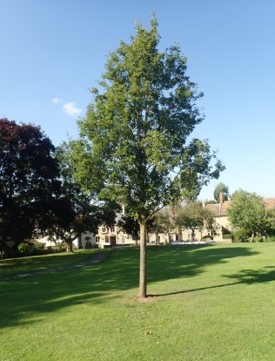 An example of a Tree.