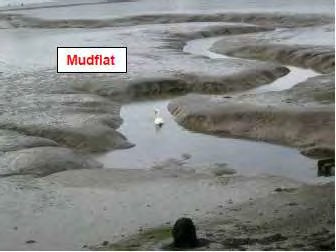 Mudflat