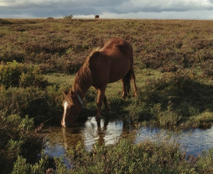 The source of the Sowley Stream emerging on heathland with New Forest ponies grazing