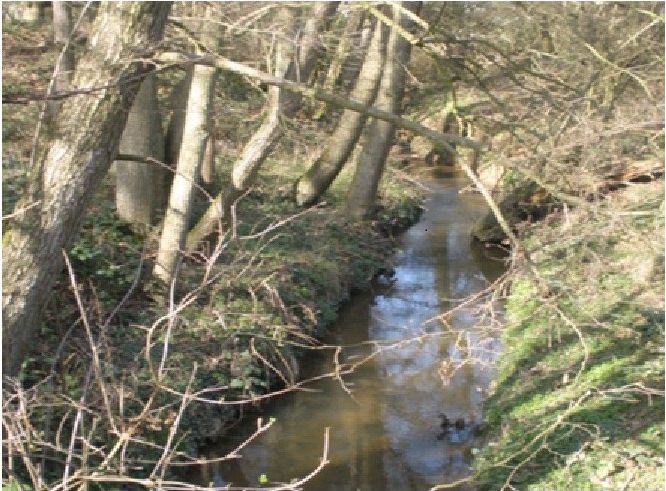 Photograph of the Watermill Stream, a tributary of the Combe Haven