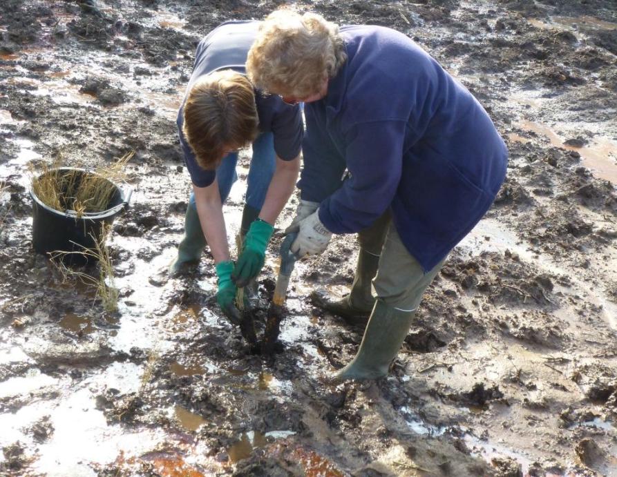 Volunteers planting reeds to intercept leachate between a landfill site and the River Alver