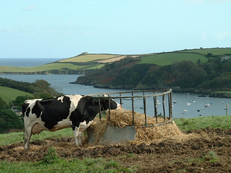 Looking south east over the Helford Estuary