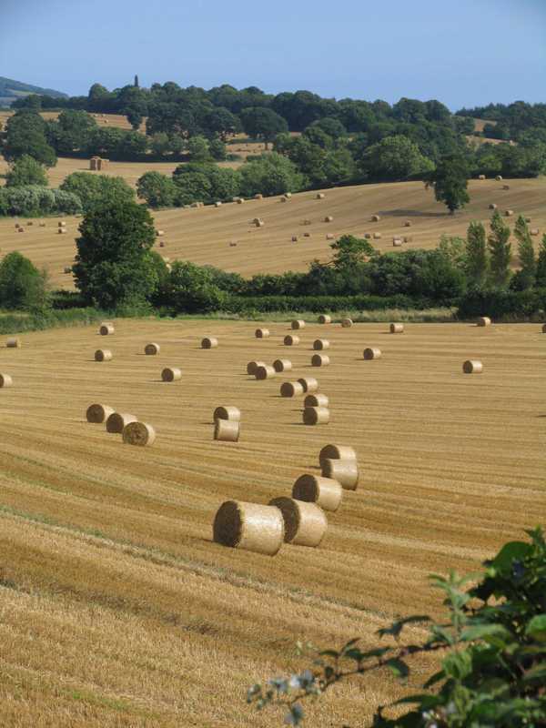 Photograph showing agricultural land around Newton Poppleford.